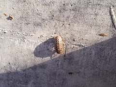 Armadillidium versicolor