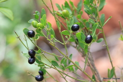 Jasminum multipartitum