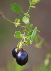 Jasminum multipartitum