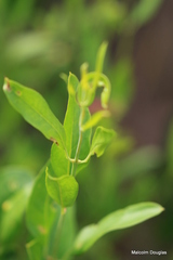 Jasminum multipartitum