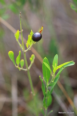 Jasminum multipartitum