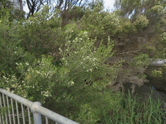 Melaleuca lanceolata