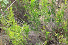 Jasminum multipartitum