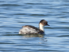 Podiceps occipitalis