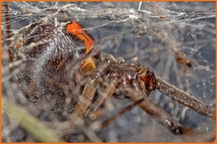 Latrodectus geometricus