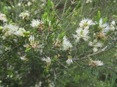 Melaleuca lanceolata