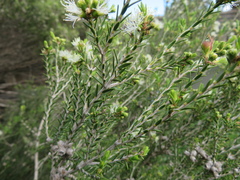 Melaleuca lanceolata