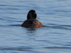 Heteronetta atricapilla