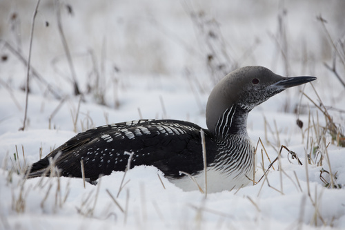 Arctic Loon