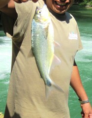 Brycon guatemalensis