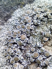 Lecanoraceae