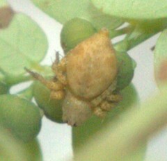 Oxyopidae