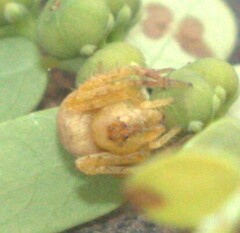 Oxyopidae
