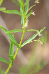 Rotheca hirsuta