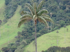 Ceroxylon quindiuense