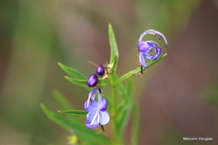 Rotheca hirsuta