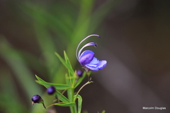 Rotheca hirsuta