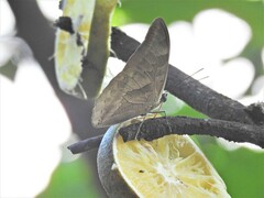 Archaeoprepona demophon