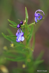 Rotheca hirsuta