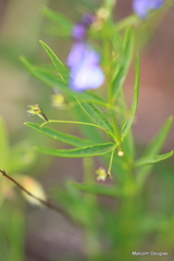 Rotheca hirsuta