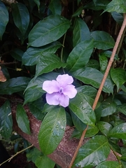Brunfelsia