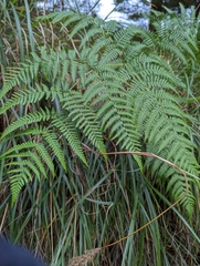 Pteridium revolutum