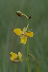Eulophia speciosa