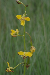 Eulophia speciosa