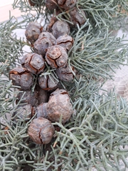 Cupressus sempervirens