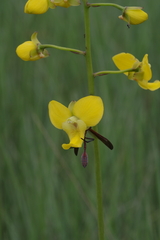Eulophia speciosa