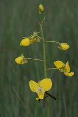 Eulophia speciosa