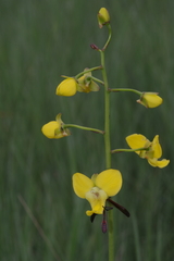 Eulophia speciosa