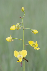 Eulophia speciosa