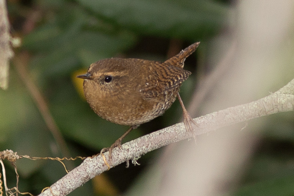 Pacific Wren