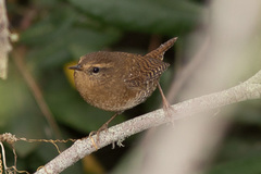 Pacific Wren photo 1
