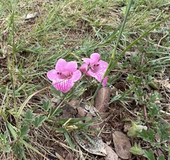 Dicerocaryum senecioides