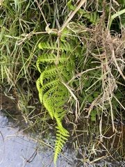 Pityrogramma calomelanos