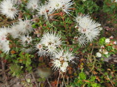 Kunzea pomifera