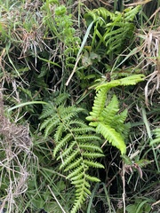 Pityrogramma calomelanos