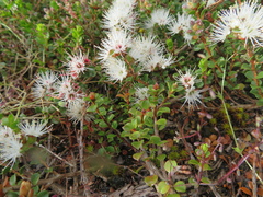 Kunzea pomifera
