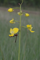 Eulophia speciosa