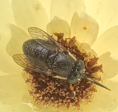 Megapalpus capensis