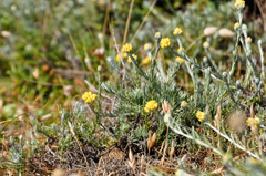 Helichrysum stoechas