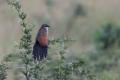 Centropus superciliosus