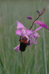 Xylocopa flavorufa