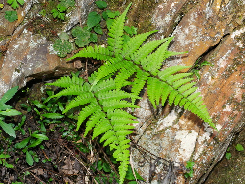 Athyrium vidalii, photograph 5