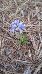 Hyacinthoides