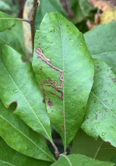 Stigmella betulicola