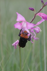 Xylocopa flavorufa