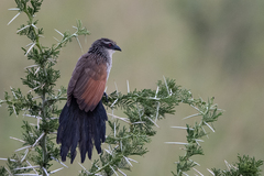 Centropus superciliosus